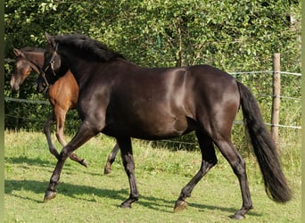 PRE Mix, Merrie, 6 Jaar, 158 cm, Zwart