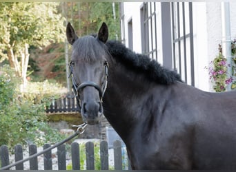 PRE Mix, Merrie, 6 Jaar, 158 cm, Zwart
