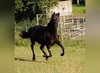 PRE Mix, Merrie, 6 Jaar, 158 cm, Zwart