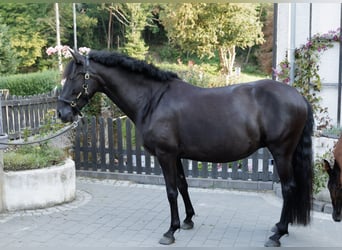 PRE Mix, Merrie, 6 Jaar, 158 cm, Zwart