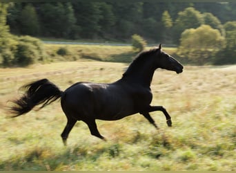 PRE Mix, Merrie, 6 Jaar, 158 cm, Zwart