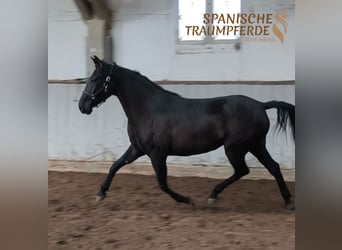 PRE, Merrie, 6 Jaar, 159 cm, Zwart