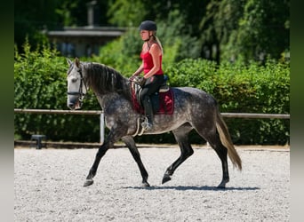 PRE Mix, Merrie, 6 Jaar, 160 cm, Appelschimmel