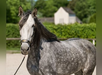 PRE Mix, Merrie, 6 Jaar, 160 cm, Appelschimmel