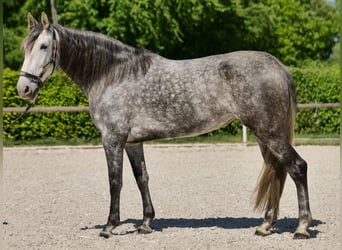 PRE Mix, Merrie, 6 Jaar, 160 cm, Appelschimmel