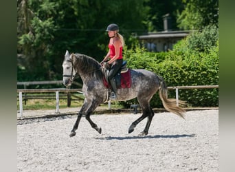 PRE Mix, Merrie, 6 Jaar, 160 cm, Appelschimmel