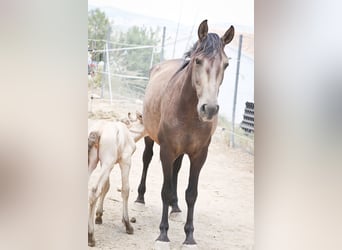 PRE, Merrie, 6 Jaar, 160 cm, Buckskin
