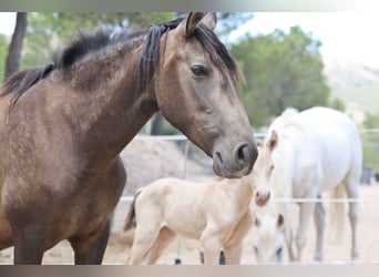 PRE, Merrie, 6 Jaar, 160 cm, Buckskin