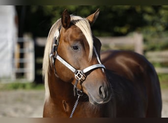 PRE Mix, Merrie, 6 Jaar, 160 cm, Falbe