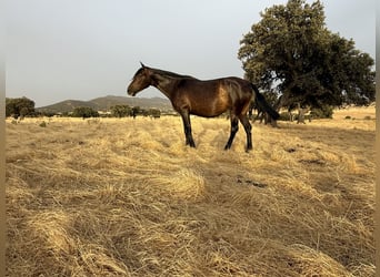 PRE Mix, Merrie, 6 Jaar, 161 cm, Donkerbruin