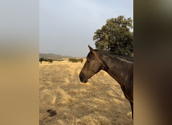 PRE Mix, Merrie, 6 Jaar, 161 cm, Donkerbruin