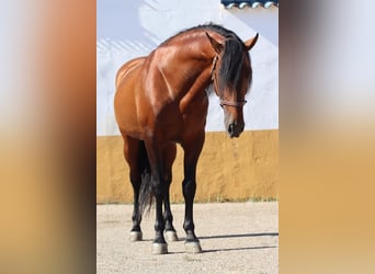 PRE Mix, Merrie, 6 Jaar, 161 cm, Donkerbruin
