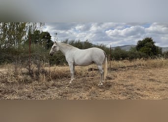 PRE, Merrie, 6 Jaar, 161 cm, Schimmel