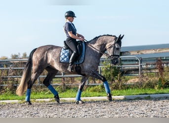 PRE, Merrie, 6 Jaar, 162 cm, Appelschimmel