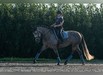PRE, Merrie, 6 Jaar, 162 cm, Appelschimmel