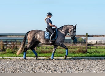 PRE, Merrie, 6 Jaar, 162 cm, Appelschimmel
