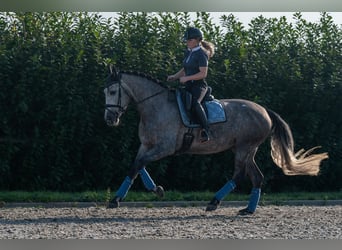 PRE, Merrie, 6 Jaar, 162 cm, Appelschimmel
