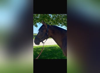 PRE Mix, Merrie, 6 Jaar, 162 cm, Bruin