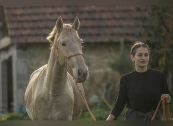 PRE, Merrie, 6 Jaar, 162 cm, Pearl