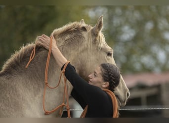 PRE, Merrie, 6 Jaar, 162 cm, Pearl