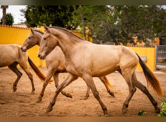 PRE Mix, Merrie, 6 Jaar, 163 cm, Champagne