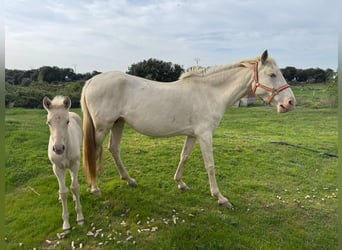 PRE Mix, Merrie, 6 Jaar, 163 cm, Perlino