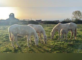 PRE Mix, Merrie, 6 Jaar, 163 cm, Perlino