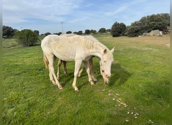 PRE Mix, Merrie, 6 Jaar, 163 cm, Perlino