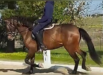 PRE Mix, Merrie, 6 Jaar, 164 cm, Donkere-vos