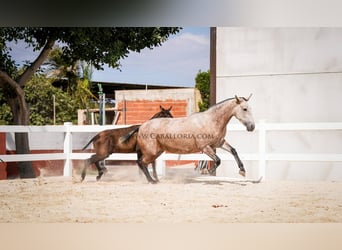 PRE Mix, Merrie, 6 Jaar, 164 cm, Rood schimmel