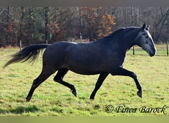 PRE, Merrie, 6 Jaar, 165 cm, Schimmel