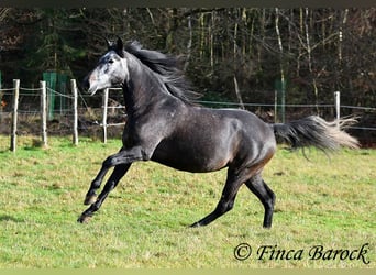 PRE, Merrie, 6 Jaar, 165 cm, Schimmel