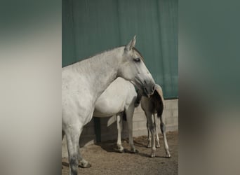 PRE Mix, Merrie, 6 Jaar, 165 cm, Schimmel