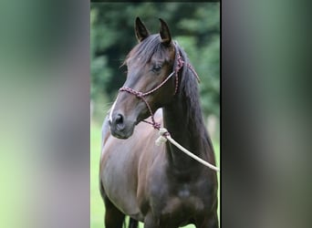 PRE, Merrie, 6 Jaar, 165 cm, Zwartbruin