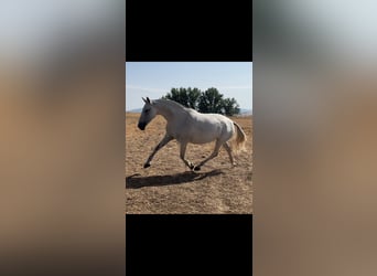 PRE Mix, Merrie, 6 Jaar, 167 cm, Vliegenschimmel