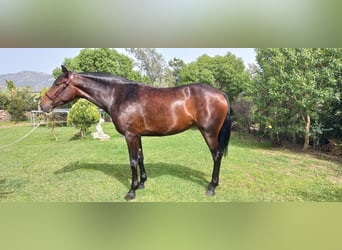 PRE Mix, Merrie, 6 Jaar, 172 cm, Bruin