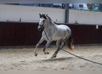 PRE Mix, Merrie, 6 Jaar, 173 cm, Schimmel