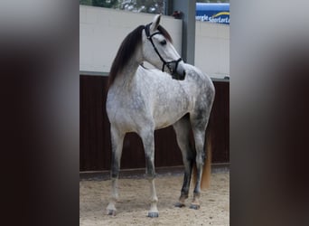 PRE Mix, Merrie, 6 Jaar, 173 cm, Schimmel