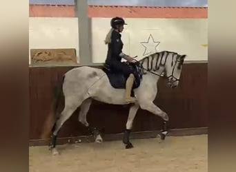 PRE Mix, Merrie, 6 Jaar, 173 cm, Schimmel