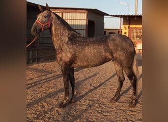 PRE Mix, Merrie, 6 Jaar, Appelschimmel