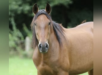 PRE, Merrie, 6 Jaar, Bruin