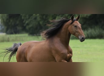 PRE, Merrie, 6 Jaar, Bruin