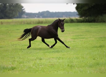 PRE, Merrie, 6 Jaar, Bruin