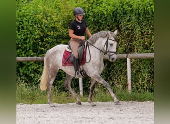 PRE Mix, Merrie, 7 Jaar, 153 cm, Schimmel