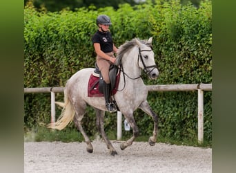 PRE Mix, Merrie, 7 Jaar, 153 cm, Schimmel