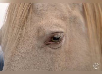 PRE, Merrie, 7 Jaar, 155 cm, Perlino