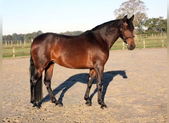 PRE Mix, Merrie, 7 Jaar, 158 cm, Bruin