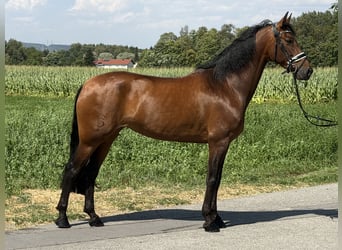 PRE, Merrie, 7 Jaar, 160 cm, Bruin