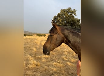 PRE Mix, Merrie, 7 Jaar, 161 cm, Donkerbruin