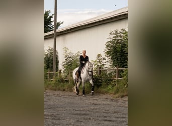 PRE Mix, Merrie, 7 Jaar, 162 cm, Schimmel